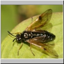 Arge ustulata - Blattwespe 01b 10mm.jpg